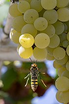 Biosphoto | 2588060 | Macrophotographie de frelon asiatique ou frelon à pattes jaunes (Vespa velutina) posé sur une vigne et mangeant un grain de raisin blanc muscat sur l'ile de la Barthelasse à Avignon, France. Espèce classée comme envahissante en France. | &copy; Antoine Boureau / Biosphoto