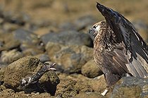 Biosphoto | 2056336 | Madagascan fish eagle facing a Duck on peebles shore, Nosy be, Madagascar | &copy; Massimiliano Sticca / Biosphoto