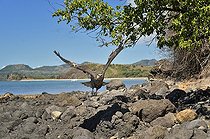 Biosphoto | 2056322 | Madagascan fish eagle flying away, Nosy be, Madagascar | &copy; Massimiliano Sticca / Biosphoto
