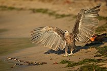 Biosphoto | 2056324 | Madagascan fish eagle landing on fish, on shore, Nosy be, Madagascar | &copy; Massimiliano Sticca / Biosphoto