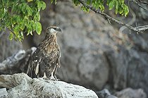 Biosphoto | 2056327 | Madagascan fish eagle on dead tree, Nosy be, Madagascar | &copy; Massimiliano Sticca / Biosphoto