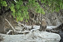 Biosphoto | 2056328 | Madagascan fish eagle on dead tree, Nosy be, Madagascar | &copy; Massimiliano Sticca / Biosphoto