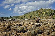 Biosphoto | 2056331 | Madagascan fish eagle on peebles shore, Nosy be, Madagascar | &copy; Massimiliano Sticca / Biosphoto