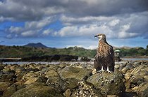 Biosphoto | 2056337 | Madagascan fish eagle on rocky shore, Nosy be, Madagascar | &copy; Massimiliano Sticca / Biosphoto