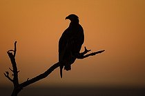 Biosphoto | 2056339 | Madagascan fish eagle silhouette at twilight, Nosy be, Madagascar | &copy; Massimiliano Sticca / Biosphoto