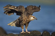Biosphoto | 2056340 | Madagascan fish eagle stretching on rocky shore, Nosy be, Madagascar | &copy; Massimiliano Sticca / Biosphoto
