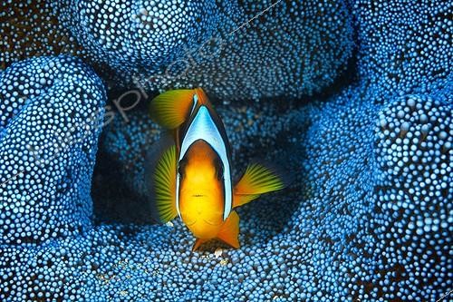 Biosphoto | 2091307 | Madagascar Anemonefish (Amphiprion latifasciatus) in its blue anemone, Mayotte, Indian Ocean | &copy; Gabriel Barathieu / Biosphoto