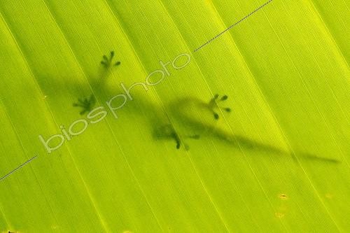 Biosphoto | 367137 | Madagascar day gecko on a leaf Mananara Madagascar | &copy; Jean-Philippe Delobelle / Biosphoto