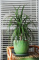 Biosphoto | 917397 | Madagascar dragon tree on a balcony | &copy; Frédéric Didillon / Biosphoto