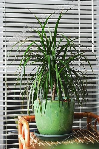 Biosphoto | 917397 | Madagascar dragon tree on a balcony | &copy; Frédéric Didillon / Biosphoto