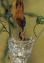 Biosphoto | 1249169 | Madagascar Paradise-flycatcher female feeding nestlings | &copy; Cyril Ruoso / Biosphoto