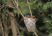 Biosphoto | 1249230 | Madagascar Paradise-flycatcher female sitting on its eggs | &copy; Dominique Halleux / Biosphoto