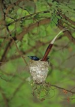 Biosphoto | 1249226 | Madagascar Paradise-flycatcher male sitting on its eggs | &copy; Cyril Ruoso / Biosphoto