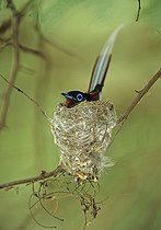 Biosphoto | 1249228 | Madagascar Paradise-flycatcher male sitting on its eggs | &copy; Cyril Ruoso / Biosphoto
