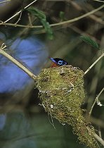 Biosphoto | 1249229 | Madagascar Paradise-flycatcher male sitting on its eggs | &copy; Dominique Halleux / Biosphoto