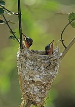 Biosphoto | 1249216 | Madagascar Paradise-flycatcher nestlings waiting in nest | &copy; Cyril Ruoso / Biosphoto