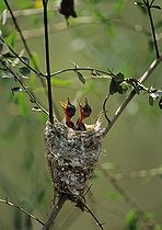 Biosphoto | 1249217 | Madagascar Paradise-flycatcher nestlings waiting in nest | &copy; Cyril Ruoso / Biosphoto