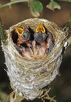 Biosphoto | 1249221 | Madagascar Paradise-flycatcher nestlings waiting in nest | &copy; Cyril Ruoso / Biosphoto
