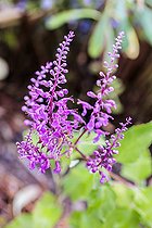 Biosphoto | 2546740 | Madeira Germander (Teucrium betonicum) flowers, France | &copy; Jean-Michel Groult / Biosphoto
