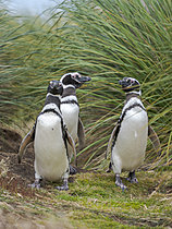 Biosphoto | 2621563 | Magellanic penguin (Spheniscus magellanicus) in typical Tussock Grass on Sea Lion Island during summer. South America, Subantarctica, Falkland Islands | &copy; Martin Zwick / Biosphoto