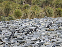 Biosphoto | 2621562 | Magellanic penguin (Spheniscus magellanicus) on Sea Lion Island during summer. South America, Subantarctica, Falkland Islands | &copy; Martin Zwick / Biosphoto