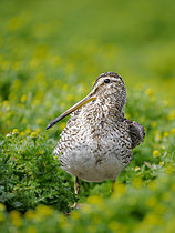 Biosphoto | 2621557 | Magellanic snipe (Gallinago magellanica). Taxonomy under dispute sometimes called Pantanal snipe (Gallinago paraguaiae). South America, Subantarctica, Falkland Islands, Sea Lion Island, summer | &copy; Martin Zwick / Biosphoto