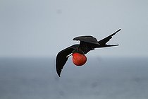 Biosphoto | 2395555 | Magnificent Frigatebird (Fregata magnificens) male displaying, Isla Isabella, Nayarit, Mexico | &copy; Jack Chapman / Biosphoto