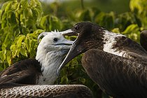 Biosphoto | 2395556 | Magnificent Frigatebird (Fregata magnificens) regurgitating food for juvenile, Isla Isabella, Nayarit, Mexico | &copy; Jack Chapman / Biosphoto