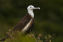 Biosphoto | 2395563 | Magnificent Frigatebird (Fregata magnificens) Immature, Isla Isabella, Nayarit, Mexico | &copy; Jack Chapman / Biosphoto