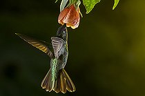 Biosphoto | 2446254 | Magnificent hummingbird (Eugenes fulgens) flying and feeding on a flower inside the Moxviquil Reserve, Chiapas, Mexico. | &copy; Jorge Figueroa / Biosphoto