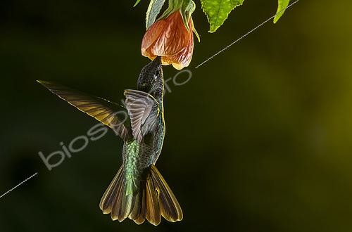 Biosphoto | 2446254 | Magnificent hummingbird (Eugenes fulgens) flying and feeding on a flower inside the Moxviquil Reserve, Chiapas, Mexico. | &copy; Jorge Figueroa / Biosphoto