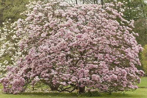 Biosphoto | 1136489 | Magnolia 'Heaven Scent' en fleur dans un jardin ; En arrière plan : Magnolia 'Manchu Fan' | &copy; Hervé Lenain / Biosphoto