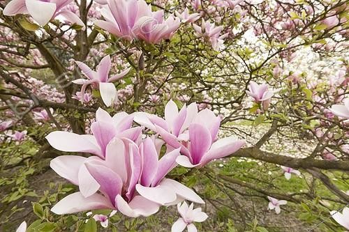 Biosphoto | 1136581 | Magnolia 'Heaven Scent' en fleur dans un jardin | &copy; Hervé Lenain / Biosphoto