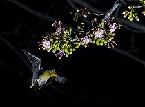 Biosphoto | 2446275 | Maguey minor bat (Leptonycteris yerbabuenae) feeding on pollen from the pochota tree (Ceiba pentandra), Cañon del Sumidero National Park, Chiapas, Mexico. | &copy; Jorge Figueroa / Biosphoto