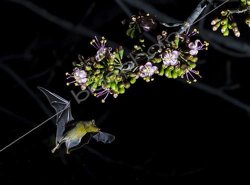 Biosphoto | 2446275 | Maguey minor bat (Leptonycteris yerbabuenae) feeding on pollen from the pochota tree (Ceiba pentandra), Cañon del Sumidero National Park, Chiapas, Mexico. | &copy; Jorge Figueroa / Biosphoto