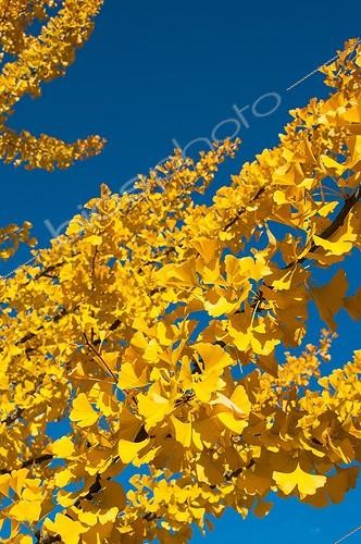 Biosphoto | 2011900 | Maidenhair foliage in autumn | &copy; Yann Avril / Biosphoto