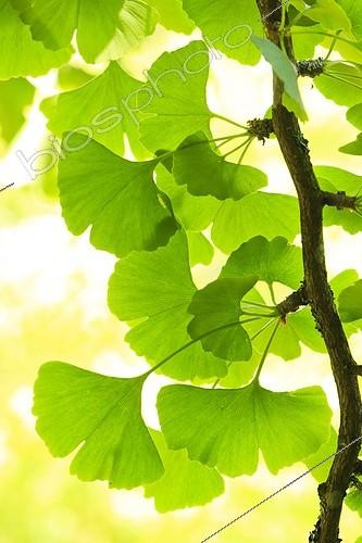 Biosphoto | 1973076 | Maidenhair tree leaves in a garden | &copy; Hervé Lenain / Biosphoto