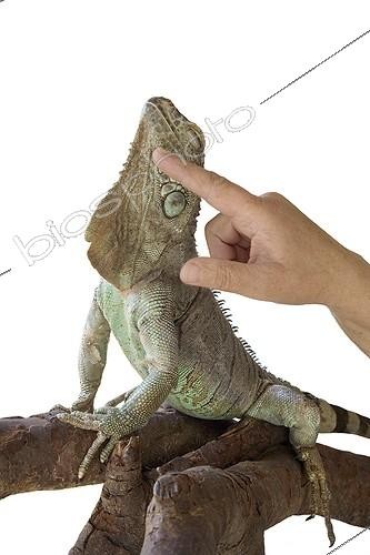 Biosphoto | 57370 | Main d'homme caressant le menton d'un iguane  | &copy; Claudius Thiriet / Biosphoto