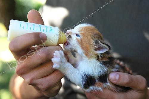 Biosphoto | 2428639 | Maine Coon bottle-fed kitten | &copy; Eric Guilloret / Biosphoto
