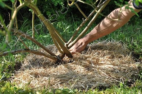 Biosphoto | 1935421 | Maintenance of rose-trees in a garden ; After a final weeding, mulch. This is done on wet ground to conserve moisture already in place.  | &copy; Serge Lapouge / Biosphoto