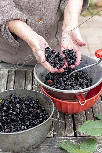 Biosphoto | 2435436 | Making an old-fashioned blackberry jam in summer, Pas de Calais, France | &copy; Yann Avril / Biosphoto