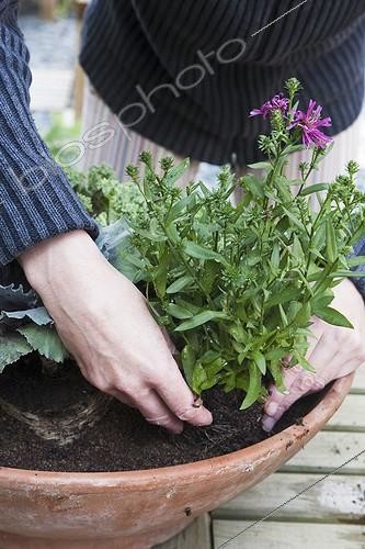 Biosphoto | 911723 | Making of an autumn pot in a garden | &copy; NouN / Biosphoto