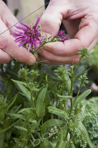 Biosphoto | 911798 | Making of an autumn pot in a garden | &copy; NouN / Biosphoto