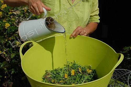 Biosphoto | 1900174 | Making of dandelion manure in a garden ; Mainly used for fruit trees, dandelions manure is prepared in March / April using flowers, leaves and roots. | &copy; Serge Lapouge / Biosphoto