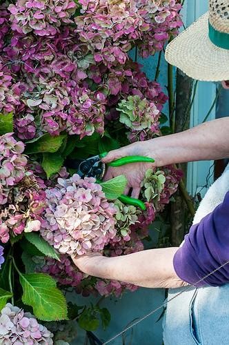 Biosphoto | 2012307 | Making of dried hydrangea bouquets in a garden | &copy; Yann Avril / Biosphoto