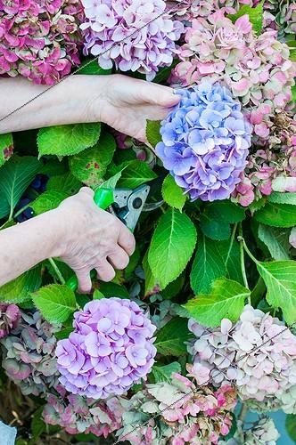 Biosphoto | 2012309 | Making of dried hydrangea bouquets in a garden | &copy; Yann Avril / Biosphoto