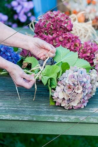 Biosphoto | 2012313 | Making of dried hydrangea bouquets in a garden | &copy; Yann Avril / Biosphoto
