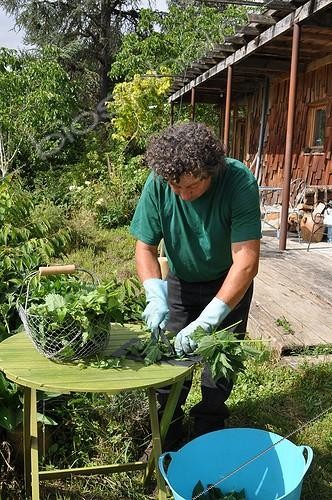 Biosphoto | 1900578 | Making of nettle manure in a garden ; Rich in nitrogen, extract of fermented nettle or nettle manure is an excellent stimulant for start of season. | &copy; Serge Lapouge / Biosphoto