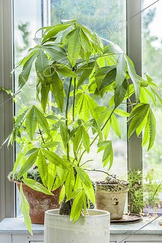 Biosphoto | 2572760 | Malabar chestnut (Pachira aquatica) grown indoors. | &copy; Jean-Michel Groult / Biosphoto