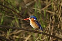 Biosphoto | 1200298 | Malachite Kingfisher (Alcedo cristata) on the Okavango River, Namibia, Africa | &copy; Christian Handl / imageBROKER / Biosphoto